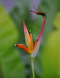 Heliconia psittacorum