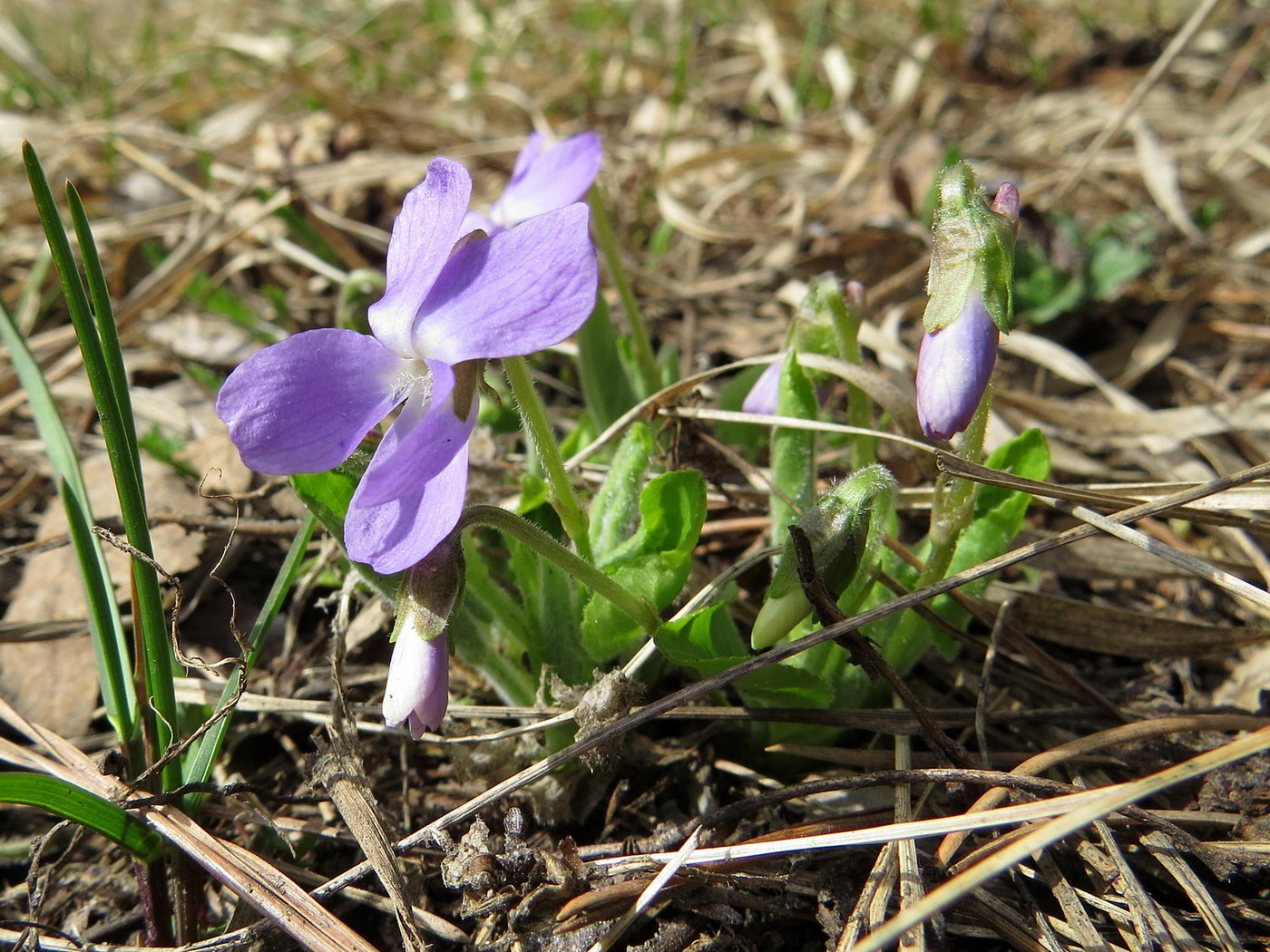 Изображение особи Viola hirta.