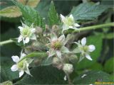 Rubus serpens. Соцветие. Украина, Львовская обл., Сколевский р-н, национальный природный парк \"Сколевские Бескиды\", окр. с. Каменка, буковый лес. 08.06.2018.