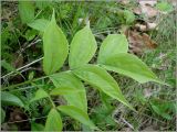 Lathyrus vernus. Лист. Чувашия, окр. г. Шумерля, Кумашкинский заказник, Соколова поляна. 1 июня 2010 г.