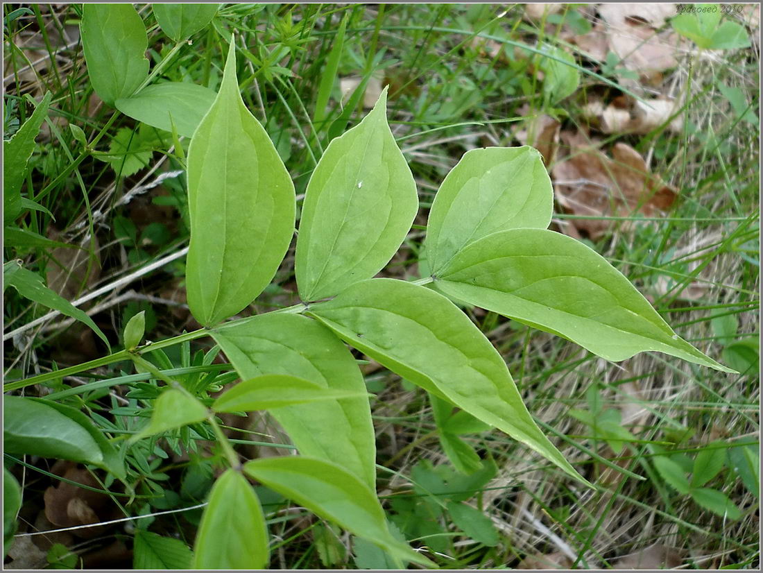 Изображение особи Lathyrus vernus.