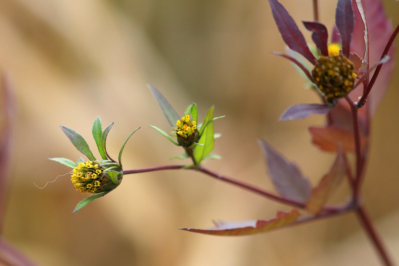 Изображение особи Bidens frondosa.