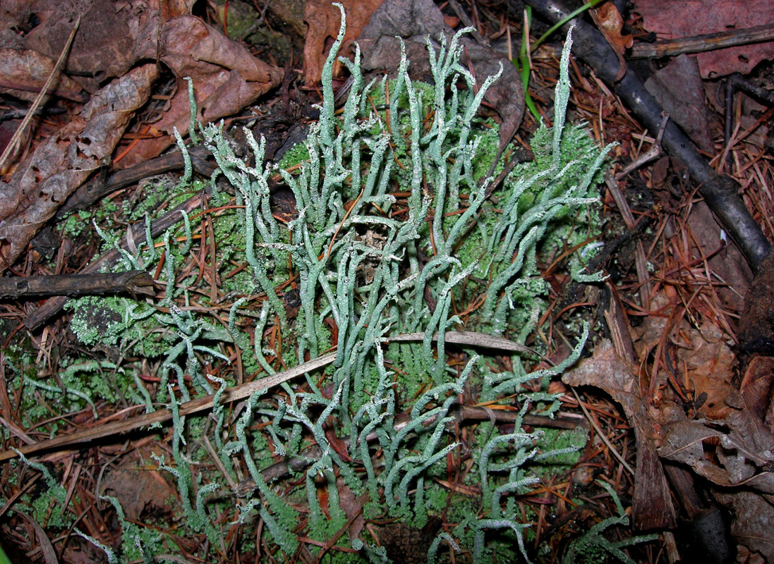 Изображение особи род Cladonia.