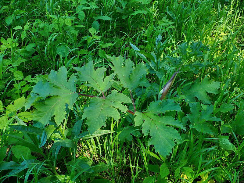 Изображение особи Heracleum sibiricum.