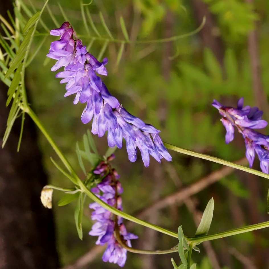 Изображение особи Vicia cracca.