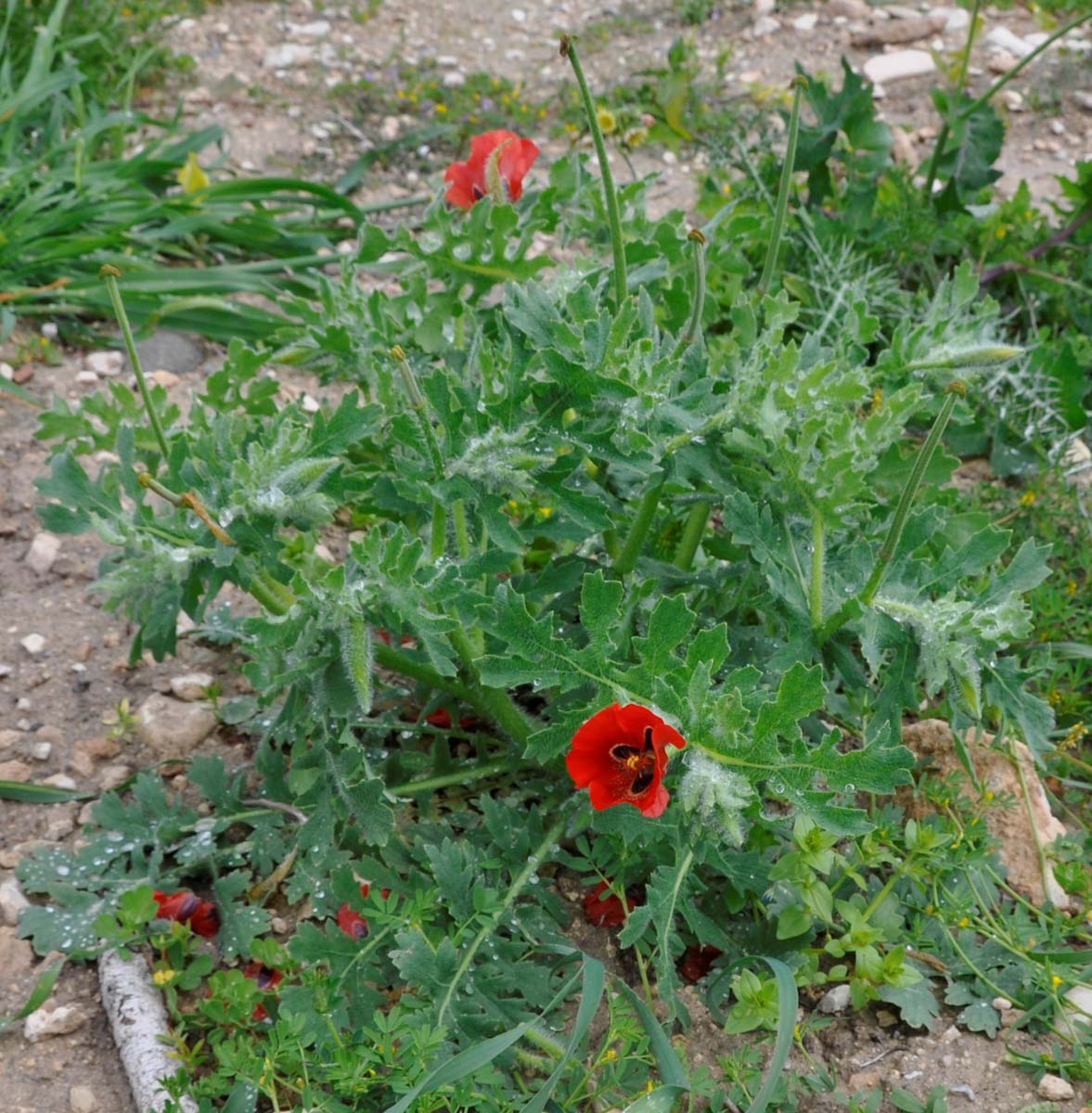 Изображение особи Glaucium corniculatum.