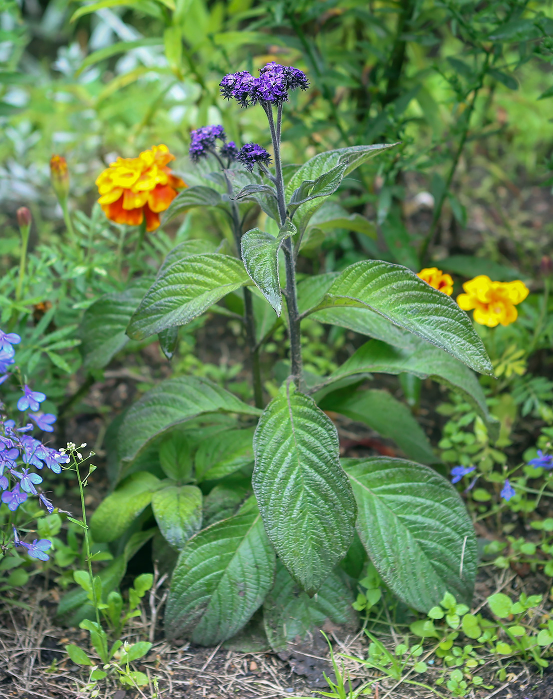 Изображение особи Heliotropium arborescens.