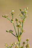 Juncus articulatus. Соцветие. Ростовская обл., Азовский р-н, окр. пос. Беловодье, пески. 02.08.2015.