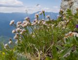 Asperula abchasica