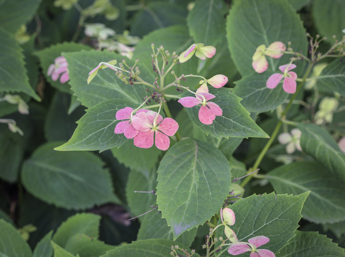 Изображение особи Hydrangea macrophylla ssp. serrata.