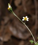 Bidens pilosa