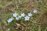 Lomatogonium carinthiacum. Цветки и бутоны. Республика Алтай, Улаганский р-н, окр. озера Узункёль, ок. 1985 м н.у.м. 6 августа 2020 г.