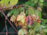 Staphylea bumalda