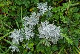 Artemisia stelleriana