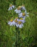 Aster amellus