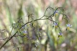 Dianella tasmanica. Верхушка веточки с цветками и бутонами. Израиль, г. Яффо, в культуре. 10.11.2023.