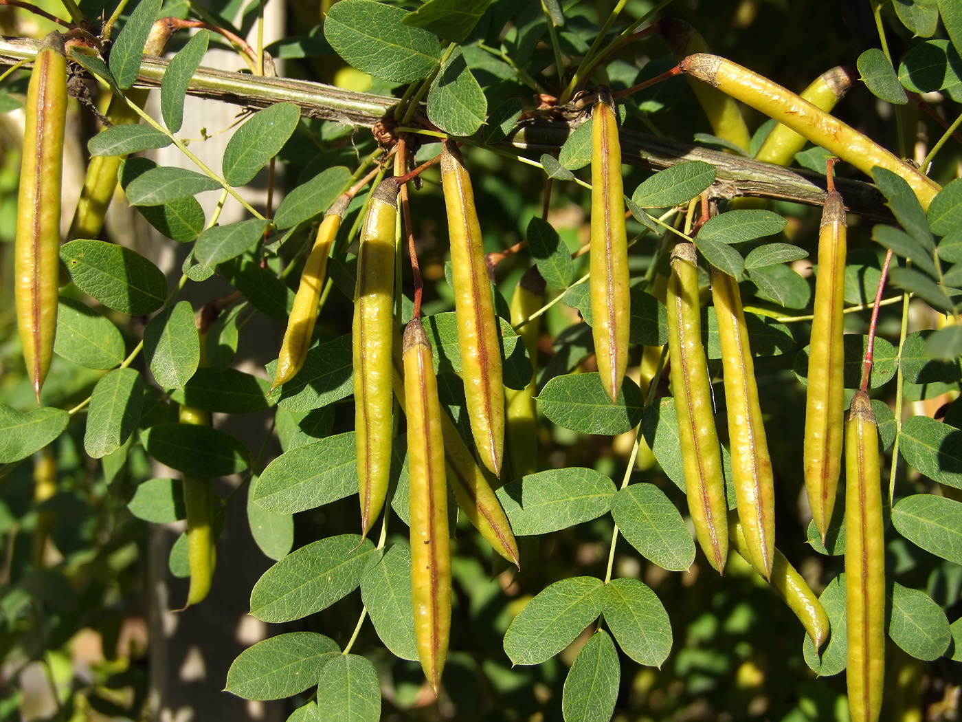 Изображение особи Caragana arborescens.