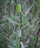 Verbena brasiliensis. Молодой побег. Абхазия, Гагрский р-н, окр. с. Лдзаа, заброшенный сад. 11.04.2024.