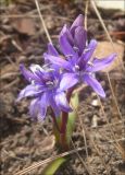 Scilla bifolia