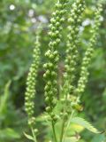 Veronica longifolia