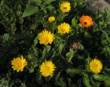 Calendula officinalis. Цветущие и плодоносящие растения. Окр. Саратова, на пустыре у железнодорожной станции. 14 октября 2012 г.