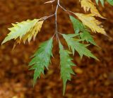 Fagus sylvatica