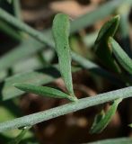 Convolvulus dorycnium