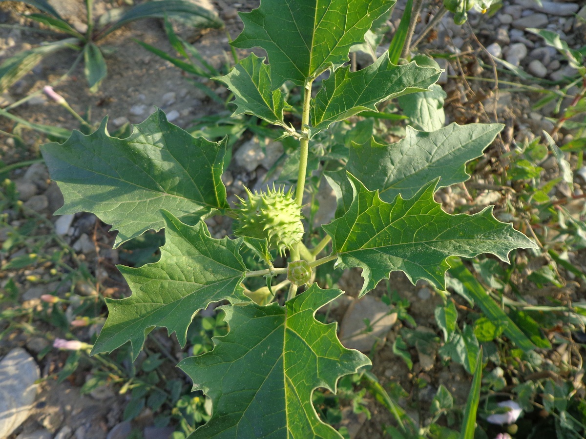 Изображение особи Datura stramonium.