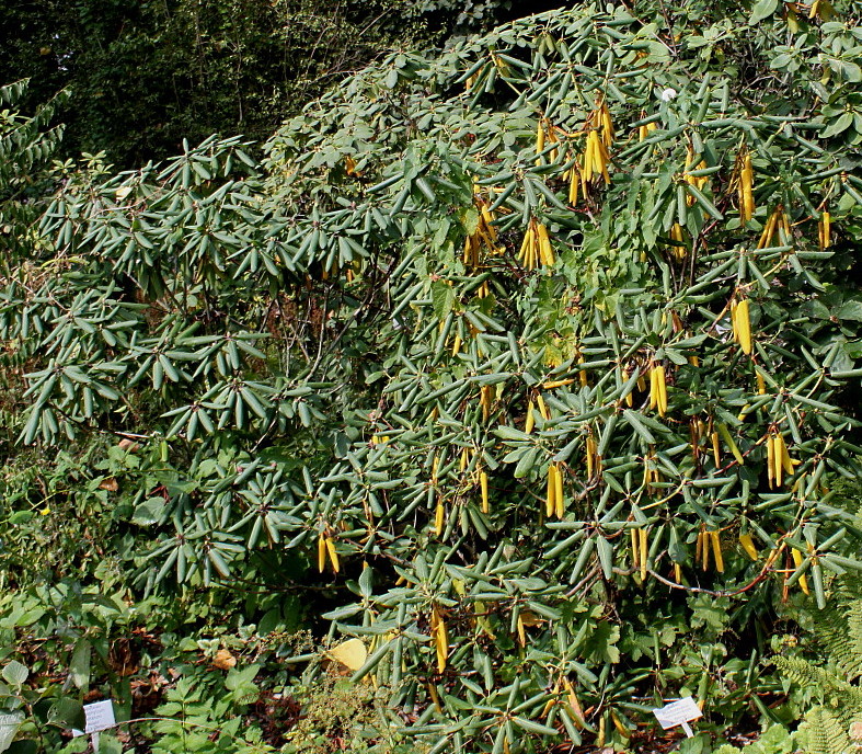 Изображение особи Rhododendron sutchuenense.