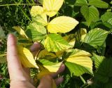 Rubus idaeus