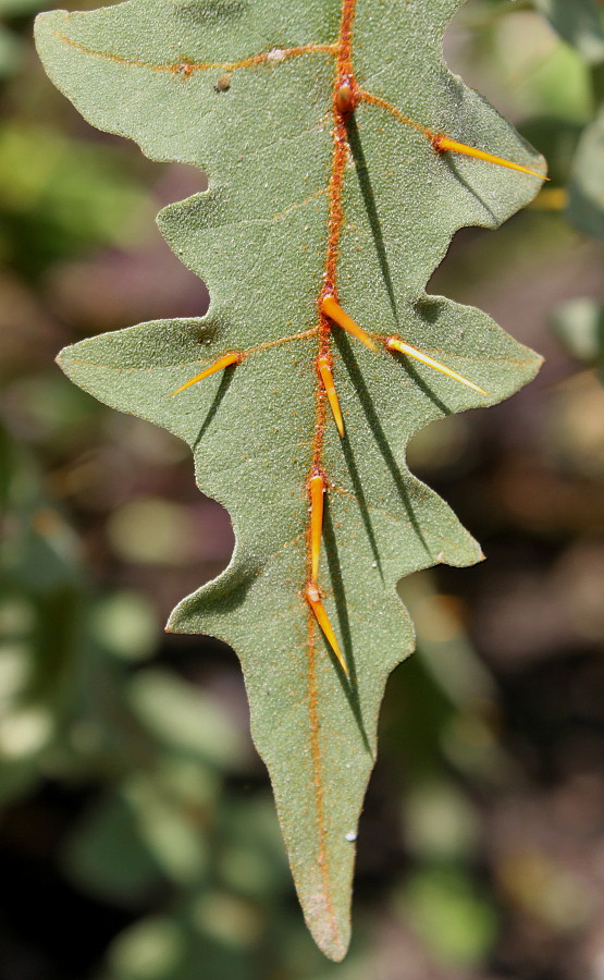 Изображение особи Solanum pyracanthum.