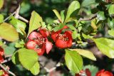 Chaenomeles japonica. Часть ветви с цветками. Восточный Казахстан, г. Усть-Каменогорск, левый берег р. Иртыш, дачный участок, в культуре. 08.05.2012.