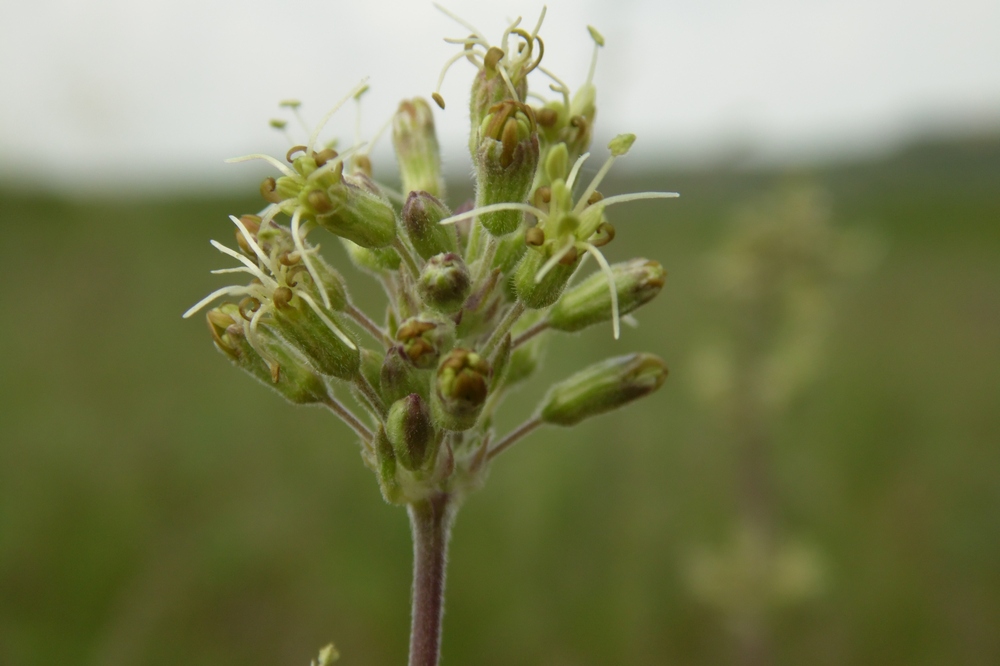 Изображение особи Silene graniticola.