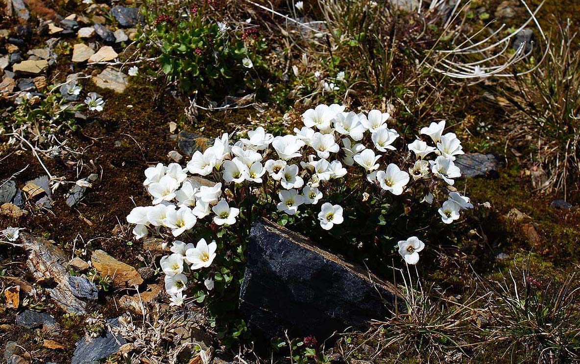 Image of Cerastium lithospermifolium specimen.