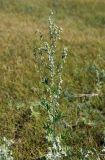 Artemisia sieversiana