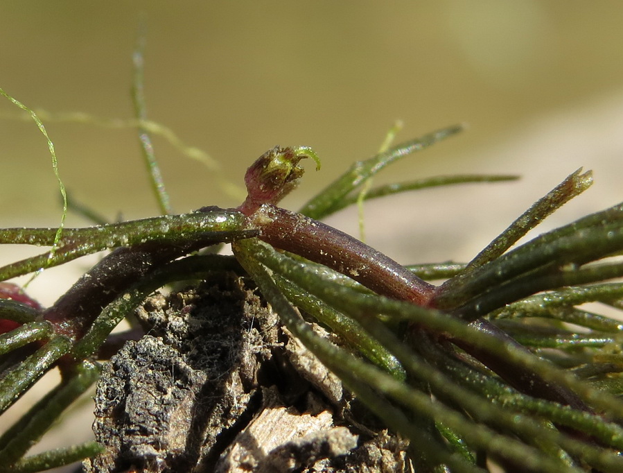 Изображение особи Ceratophyllum demersum.