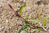 Persicaria lapathifolia. Побег с соцветиями. Ленинградская обл., Ломоносовский р-н, Копорье, песчаный карьер. 22.06.2014.