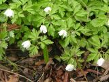 Anemone subspecies kamtschatica