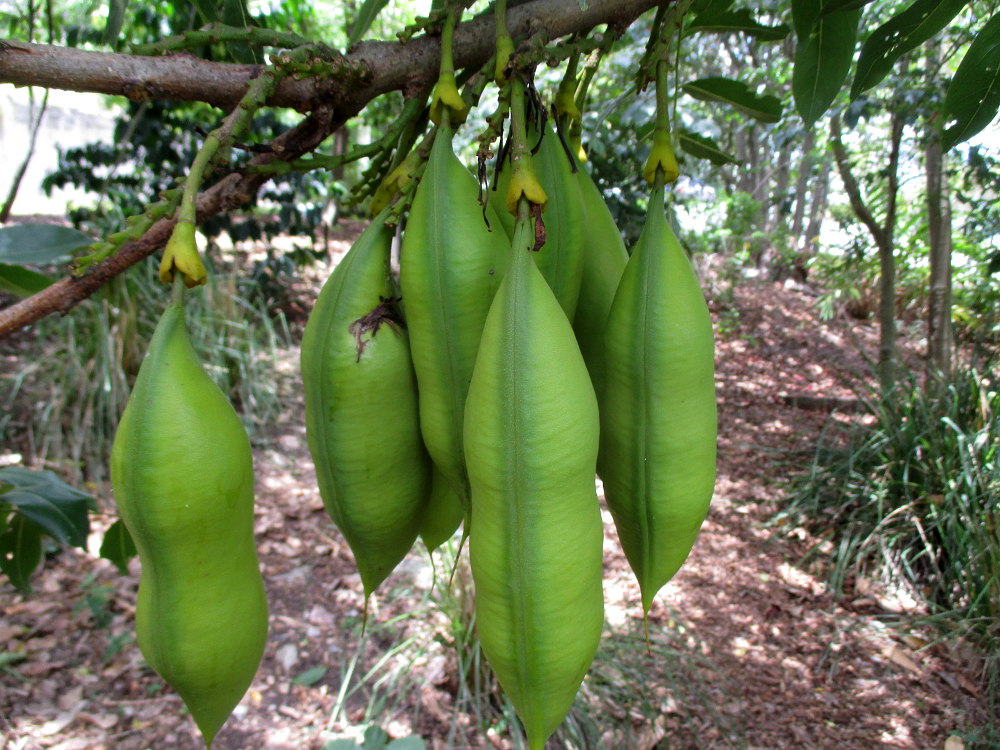 Изображение особи Castanospermum australe.