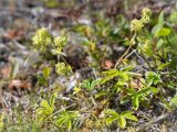 Alchemilla alpina. Цветущее растение в приморской кустарничковой тундре. Мурманская обл., п-ов Рыбачий, побережье Большой Волоковой губы. 30.07.2015.