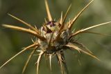 Centaurea laconica