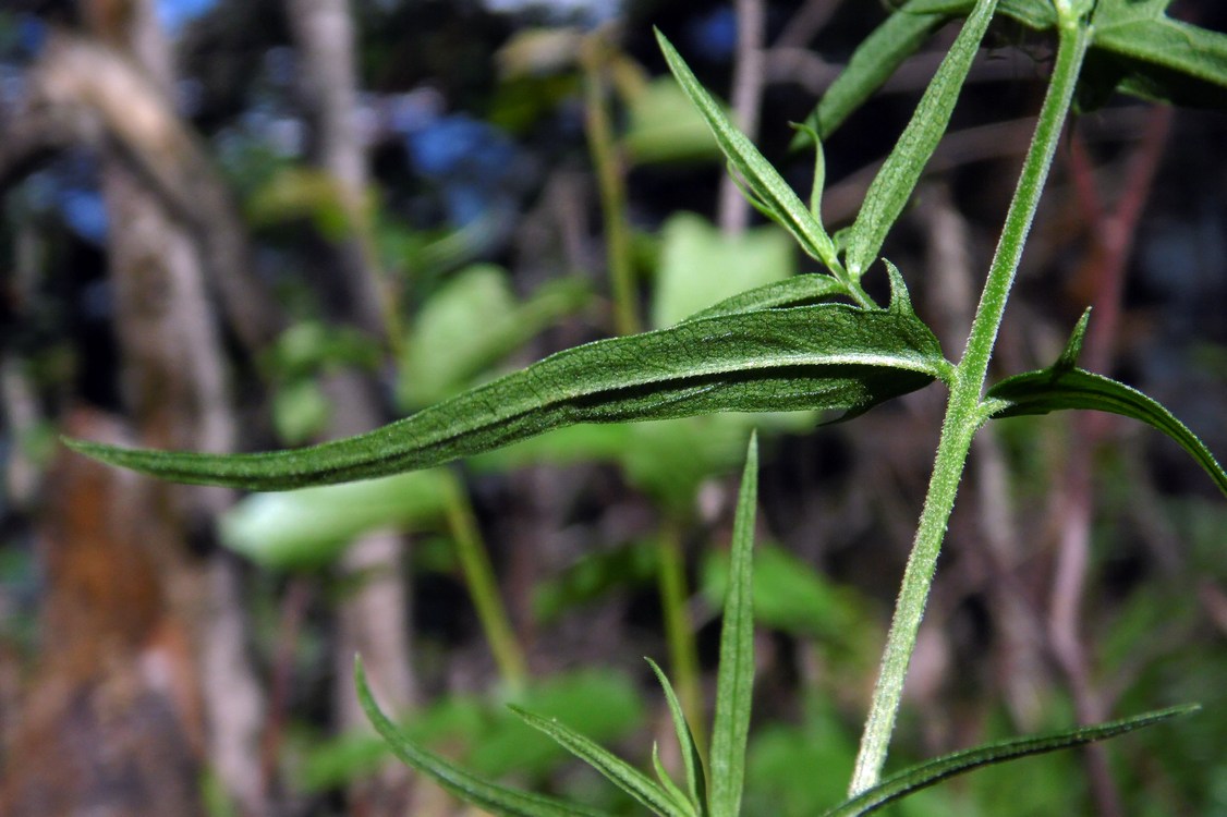 Изображение особи Melampyrum argyrocomum.