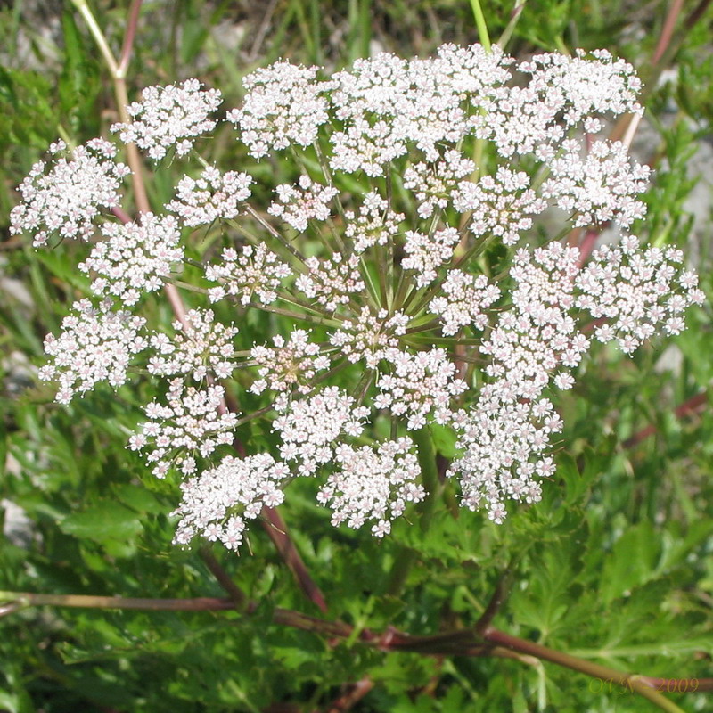 Изображение особи Kitagawia litoralis.