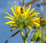 Inula britannica. Соцветие (вид снизу). Краснодарский край, г. Усть-Лабинск, склон правого берега Кубани. 02.10.2016.