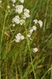 Lepidium latifolium