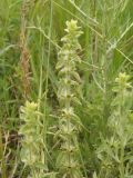 Sideritis montana