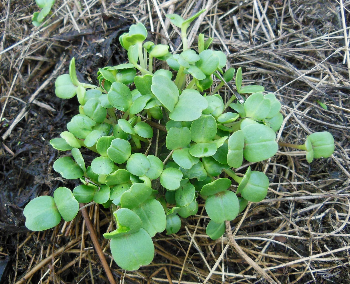 Image of Impatiens glandulifera specimen.