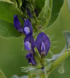 Vicia narbonensis