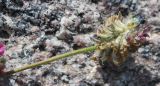 Oxytropis microsphaera