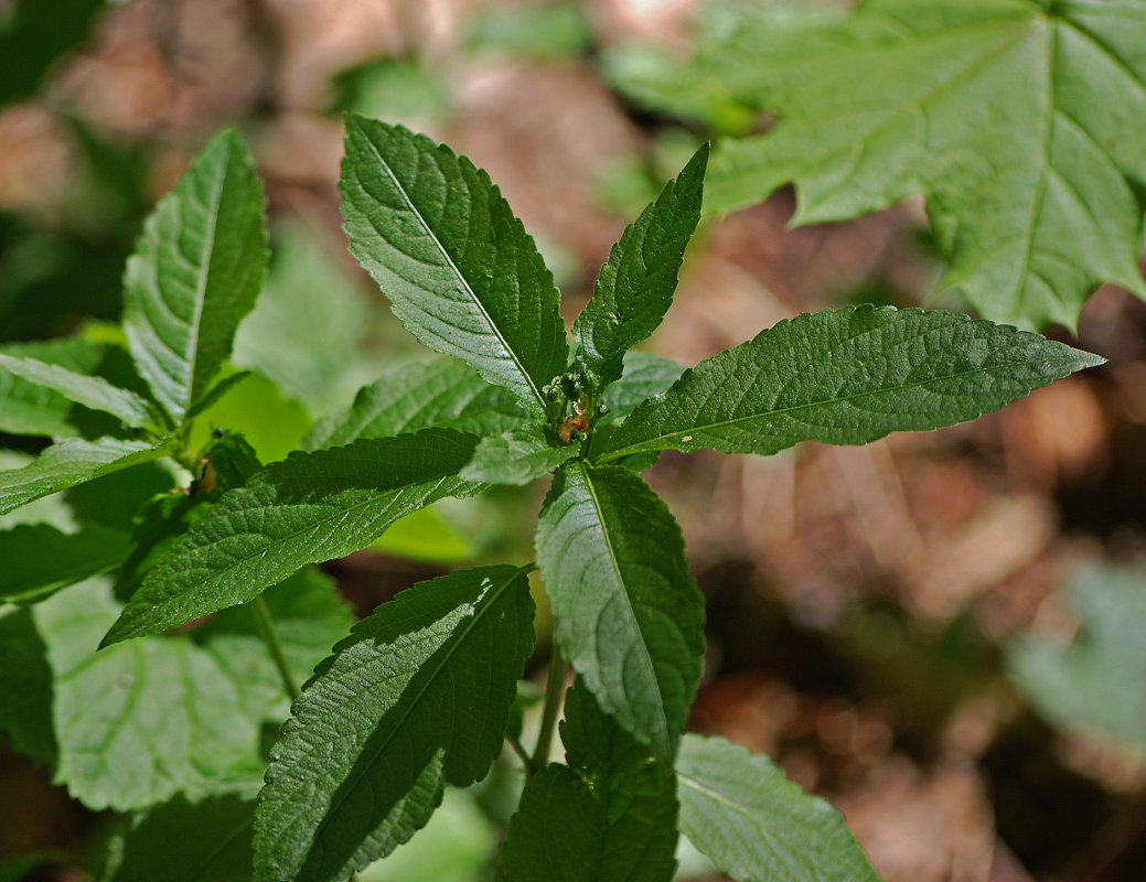 Изображение особи Mercurialis perennis.